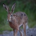 Brown Hare running forward at night fall. August Suffolk. Lepus europaeus