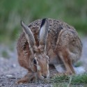 Brown Hare low down at night fall. August Suffolk. Lepus europaeus