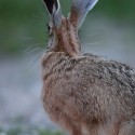 Brown Hare listening back at night fall. August Suffolk. Lepus europaeus