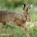 Brown Hare into the frame at dawn. August Suffolk. Lepus europaeus
