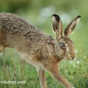 Brown Hare jumps into the frame at dawn. August Suffolk. Lepus europaeus