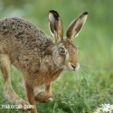Brown Hare running and looking at dawn. August Suffolk. Lepus europaeus