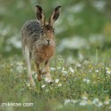 Brown Hare running with daisies at dawn. August Suffolk. Lepus europaeus