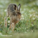 Brown Hare running with groundsel at dawn. August Suffolk. Lepus europaeus