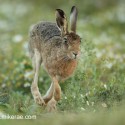 Brown Hare running past groundsel at dawn. August Suffolk. Lepus europaeus
