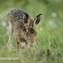 Brown Hare jogging low at dawn. August Suffolk. Lepus europaeus