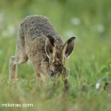 Brown Hare low and looking dawn. August Suffolk. Lepus europaeus
