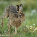 Brown Hare running feet up at dawn. August Suffolk. Lepus europaeus