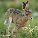 Brown Hare running past close at dawn. August Suffolk. Lepus europaeus