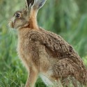 Brown Hare sitting side on at dawn. August Suffolk. Lepus europaeus
