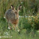 Brown Hare running and eating at dawn. August Suffolk. Lepus europaeus