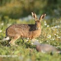 Brown Hare paused in dawn sun light. August Suffolk. Lepus europaeus