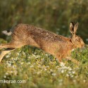 Brown Hare leaping past in dawn sun light. August Suffolk. Lepus europaeus