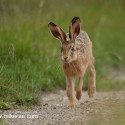 Young Brown Hare running by at night fall. August Suffolk. Lepus europaeus
