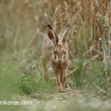 Young Brown Hare running along field at night fall. August Suffolk. Lepus europaeus