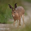 Brown Hare running by at night fall. August Suffolk. Lepus europaeus