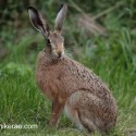 Brown Hare sitting alert at night fall. August Suffolk. Lepus europaeus