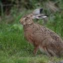 Brown Hare quiet moment at night fall. August Suffolk. Lepus europaeus
