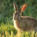 Brown Hare leveret coming into evening sun. August Suffolk. Lepus europaeus