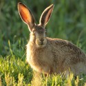 Brown Hare leveret sitting in evening sun. August Suffolk. Lepus europaeus