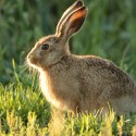 Brown Hare leveret fringed in evening sun. August Suffolk. Lepus europaeus