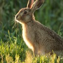 Brown Hare leveret sitting fringed in evening sun. August Suffolk. Lepus europaeus