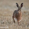 Brown Hare paused on stubble at twilight . August Suffolk. Lepus europaeus
