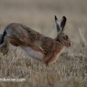 Brown Hare bouncing on stubble at twilight . August Suffolk. Lepus europaeus