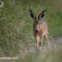 Brown Hare slow run on track at twilight. August Suffolk. Lepus europaeus