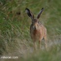 Brown Hare stopped run on track at twilight. August Suffolk. Lepus europaeus