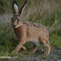 Brown Hare thinking and walking at twilight . August Suffolk. Lepus europaeus