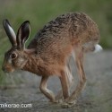 Brown Hare slow run at twilight . August Suffolk. Lepus europaeus