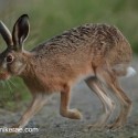 Brown Hare stepping forward at twilight . August Suffolk. Lepus europaeus