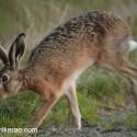 Brown Hare loping forward at twilight . August Suffolk. Lepus europaeus