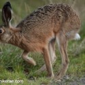 Brown Hare high stepping at twilight . August Suffolk. Lepus europaeus