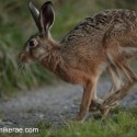 Brown Hare compact run at twilight . August Suffolk. Lepus europaeus