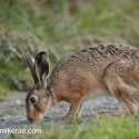 Brown Hare investigation at twilight . August Suffolk. Lepus europaeus