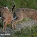 Brown Hare eye on the prize at twilight. August Suffolk. Lepus europaeus
