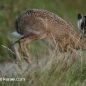 Brown Hare leaving at twilight. August Suffolk. Lepus europaeus