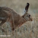 Brown Hare leaving on stubble at twilight. August Suffolk. Lepus europaeus