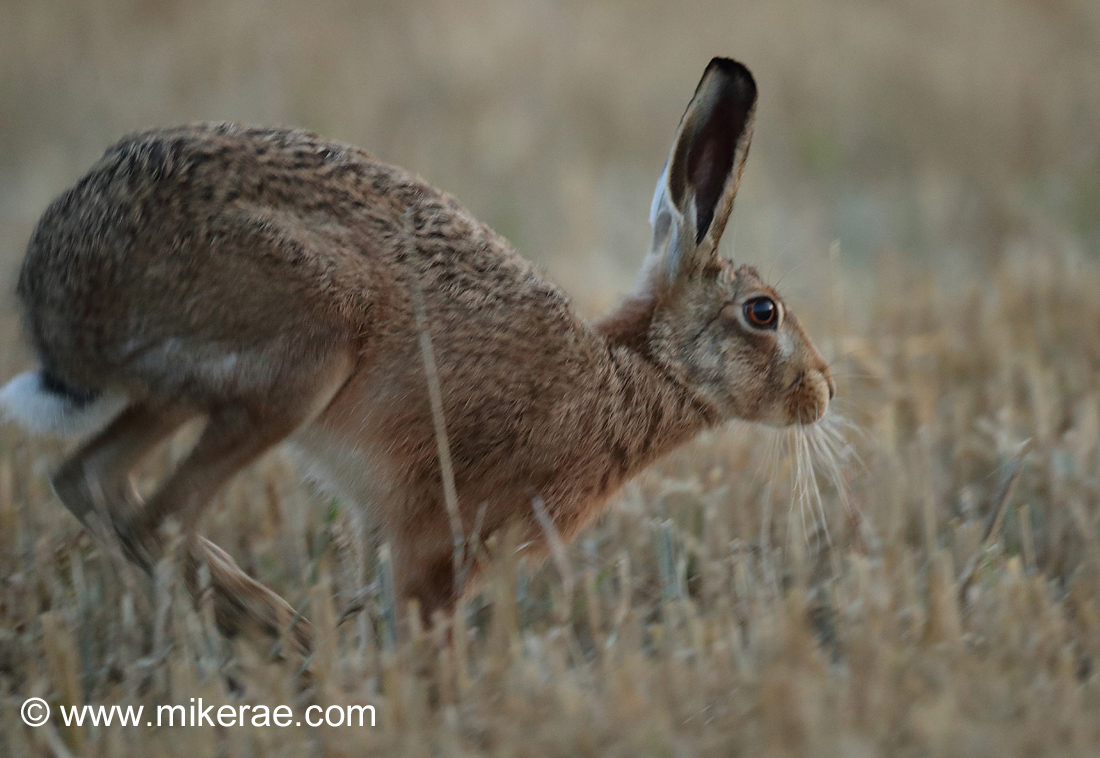 Hare Ranger Twilight Hares | Mike Rae