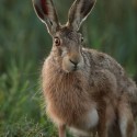 Brown Hare curious glance at twilight . August Suffolk. Lepus europaeus
