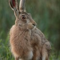 Brown Hare side glance at twilight . August Suffolk. Lepus europaeus