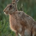 Brown Hare sitting side on at twilight . August Suffolk. Lepus europaeus