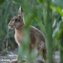 Young Brown Hare sitting in maize at twilight . August Suffolk. Lepus europaeus