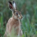 Young Brown Hare sitting upright at twilight . August Suffolk. Lepus europaeus