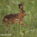 Brown Hare striding through flowers at dawn. August Suffolk. Lepus europaeus