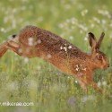Brown Hare landing in flowers at dawn. August Suffolk. Lepus europaeus
