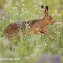 Brown Hare running through flowers at dawn. August Suffolk. Lepus europaeus