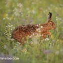 Brown Hare sun in eye in the flowers at dawn. August Suffolk. Lepus europaeus